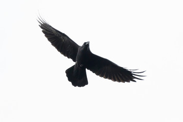 Common raven (Corvus corax), Germany, Europe