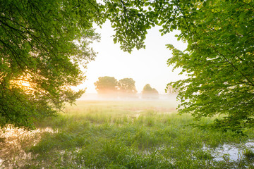 Branches in morning mist at sunrise, Germany, Europe
