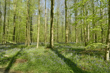 Deux lignes d'ombre sur la végétation au sol à la forêt du Hallerbos près de Halle