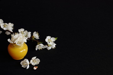 Yellow jar with white flowers of apple as cosmetic cream and branch of apple on black background. Minimal style. Creative idea, imagination and fantasy. The concept of natural cosmetics — beauty and s
