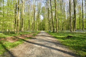 Lignes d'ombre sur le chemin traversant la forêt de hêtres au Hallerbos près de Halle