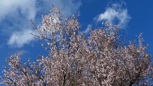 blue sky and flowering almond trees in the spring months,