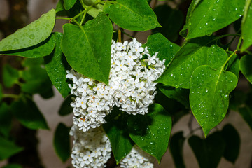 Close up of leaves with raindrops.