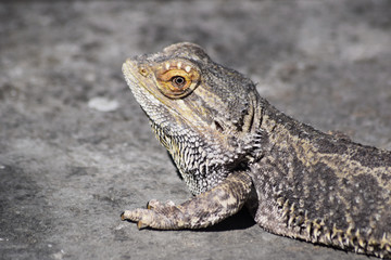 Bartagame