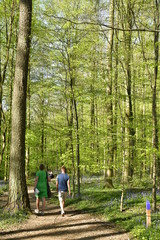 Fototapeta premium Promenade sur une route en terre traversant la forêt de hêtres parsemés par des milliers de jacinthes sauvage mauves tapissant le sol au Hallerbos près de Halles