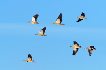 Egyptian geese (Alopochen aegyptiacus); Germany, Europe