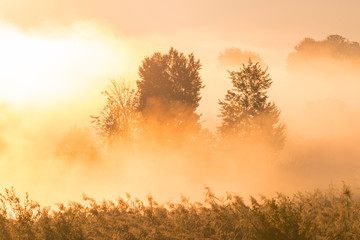 Trees in morning mist at sunrise, Darsser Ort, Fischland-Darss-Zingst, Mecklenburg-Western Pomerania, Germany, Europe
