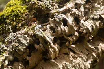 bark of a cork oak covered with green moss; closeup shot