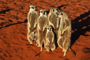 Erdmännchen Familie in der Kalahari in Namibia