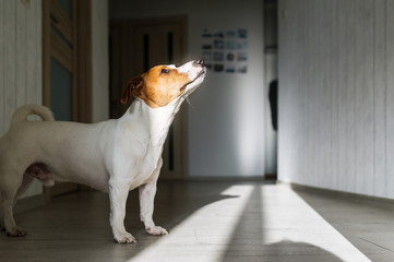 Small dog standing on floor looking up.