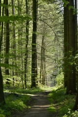 Obraz premium Petite clairière au bout d'un chemin ombragé au Hallerbos près de Halle