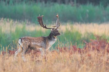 Fallow Deer in Autumn, Cervus dama, Germany, Europe