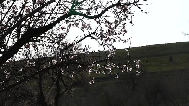 flowering almond tree close-up, flowering fruit trees,