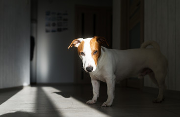 A funny jack russell terrier in the sunlight and looking. Closeup photo