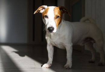 Cute small dog standing on floor and looking curious. Shadows background.