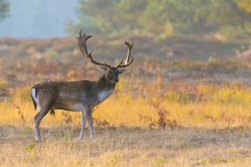 Fallow Deer in Autumn, Cervus dama, Germany, Europe