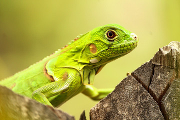 Fototapeta premium green iguana and wood