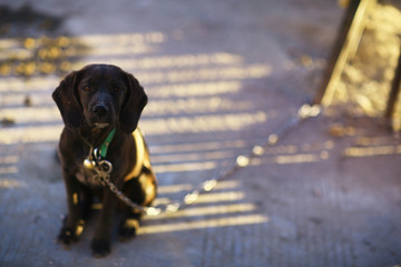 cute dog looking