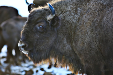 Aurochs bison in nature / winter season, bison in a snowy field, a large bull bufalo
