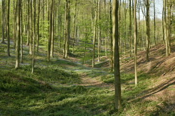 Fototapeta premium L'une des petites vallées couvertes de végétation dans le forêt de hêtres au Hallerbos près de Halle