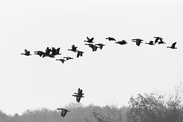 Greylag geese, Germany, Europe