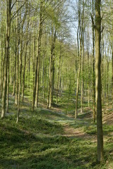 L'une des petites vallées couvertes de végétation dans le forêt de hêtres au Hallerbos près de Halle