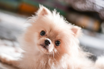 Light brown Pomeranian puppy looking to camera in marble floor room in bokeh background