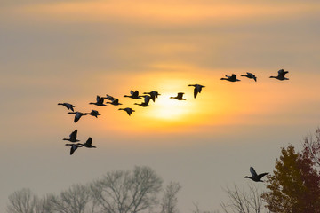 Greylag geese at sunrise, Anser anser, Germany, Europe