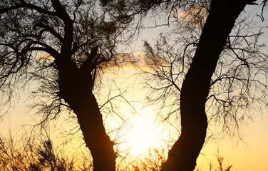 abstract photo of sunset light burst among trees