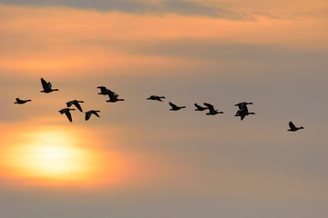Obraz premium Greylag geese at sunrise, Anser anser, Germany, Europe