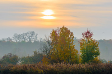 Fototapeta na wymiar Trees in autumn at sunrise, Germany, Europe