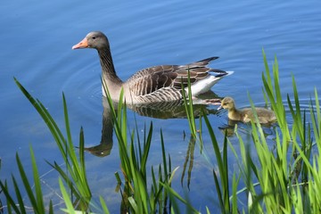 Graugans mit Küken