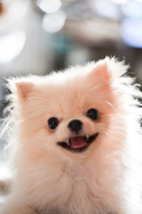 Light brown Pomeranian puppy smiling with bokeh background