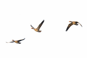 Greylag geese, Anser anser, Germany, Europe
