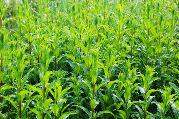 photo of fresh grass. freedom and renewal concept