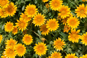 Mediterranean yellow flowers. Asteriscus.