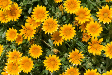 Fototapeta premium Mediterranean yellow flowers. Asteriscus.