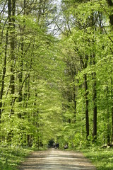 Route de forêt au milieu de la végétation luxuriante de printemps au bois des Capucins à Tervuren