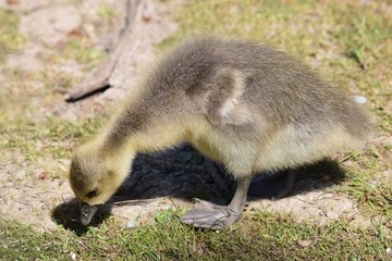 Graugans Küken