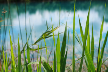 low angle view of fresh grass. freedom and renewal concept