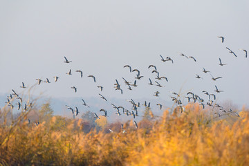 Greylag geese, Anser anser, Germany, Europe