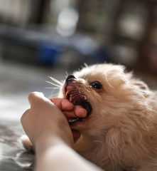 Light brown Pomeranian puppy biting a hand of human in marble floor room in bokeh background