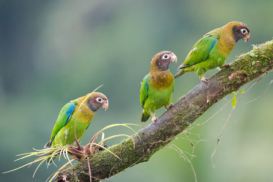 Three Brown-hooded Parrot (Pionopsitta haematotis) on a perch