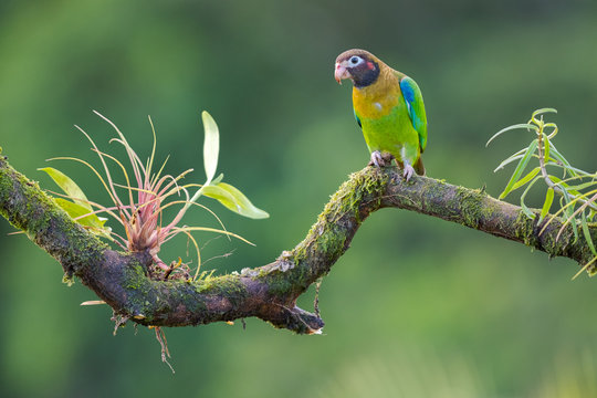 Brown-hooded Parrot (Pionopsitta haematotis) on a perch