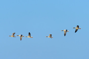 Greylag geese, Anser anser, Germany, Europe