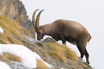 Alpine Ibex, Capra ibex, Male, Gran Paradiso National Park, Alps, Italy, Europe