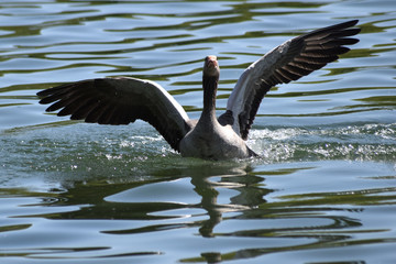 Flügelschlagende Graugans