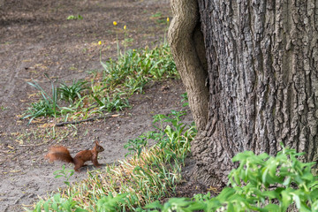 Der Park Planten un Blomen in Hamburg