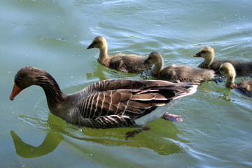 Graugans mit Küken