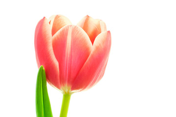 Tulip with leaf on white background